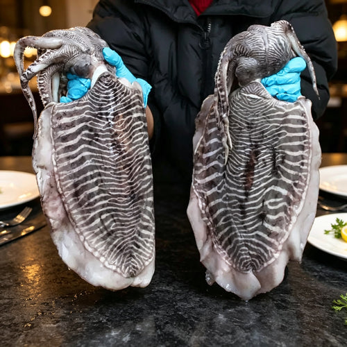 Frozen Giant Cuttlefish